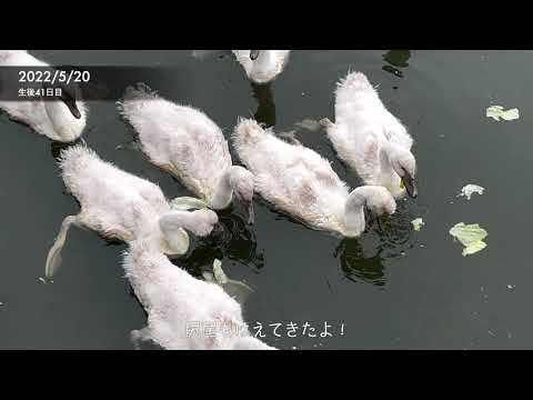 白鳥の赤ちゃん成長日記③【5/16~5/31】