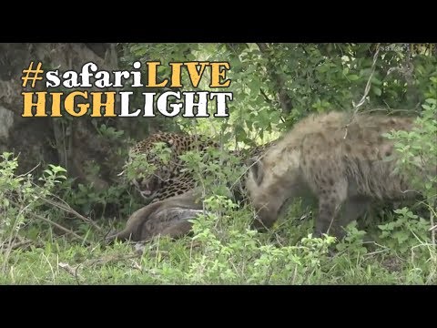 Mara Leopard is challenged by hyena for wildebeest carcass!