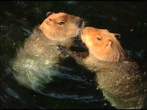 Miharu Koshi - Capybara