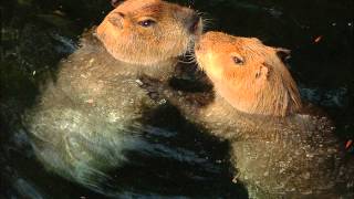 Miharu Koshi - Capybara