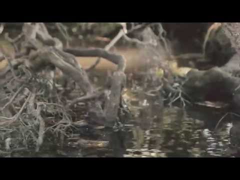 Gandi Lake - Weather Vanes (Official Video)