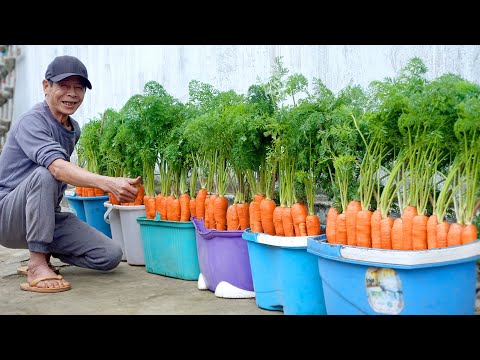 , title : 'How To Grow Carrots At Home Very Simple, Every Season Has Clean Carrots To Eat'