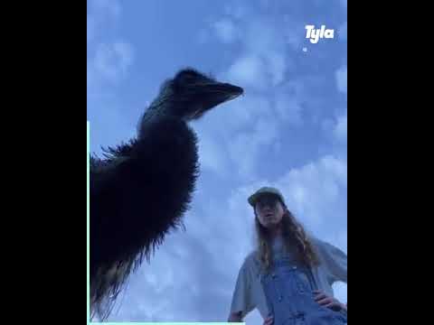 Emmanuel, the RUDEST Emu You'll Ever Meet