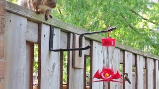 Hummingbird dive bombs squirrel!