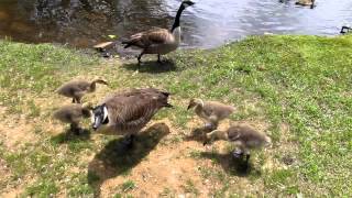 preview picture of video 'Canadian Geese in Victory Lakes, New Jersey'