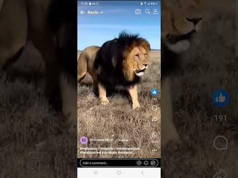 Regal Black maned Lion