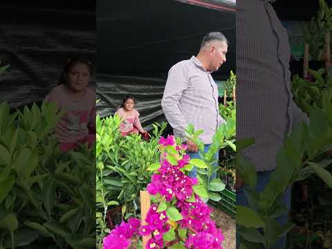 plantas frutales feria santa cruz Cajamarca