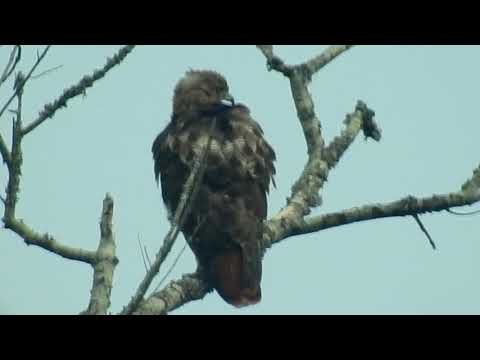 Male Red Tailed Hawk on Tree Butler Lake