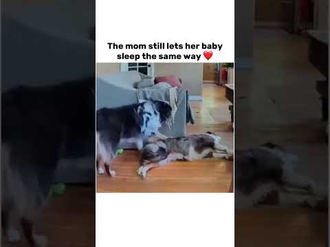 w mommy #mommy #mommysboy #bruh #subscribe #lol #dog #dogs #funny #shorts #capcut #trending #cute