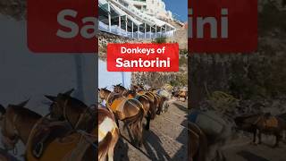 Hike the Old Donkey Trail 🫏  Santorini #shorts #santorini #donkeys