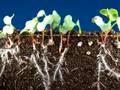 Time lapse radish seeds sprouting, top and roots ...