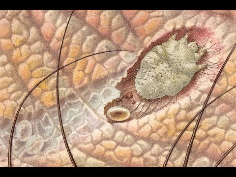 jelenlegi filum platyhelminthes