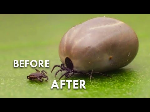 Ticks: The Actual Worst