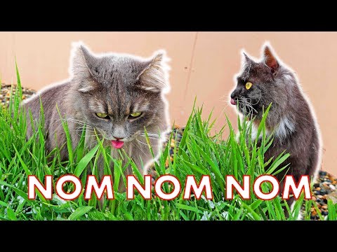 WHY Does My CAT Eat GRASS 4 Reasons