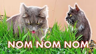 WHY Does My CAT Eat GRASS 4 Reasons