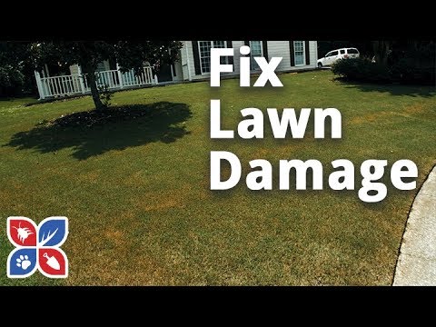  Do My Own Lawn Care  -  How to Fix Lawn Damage Video 