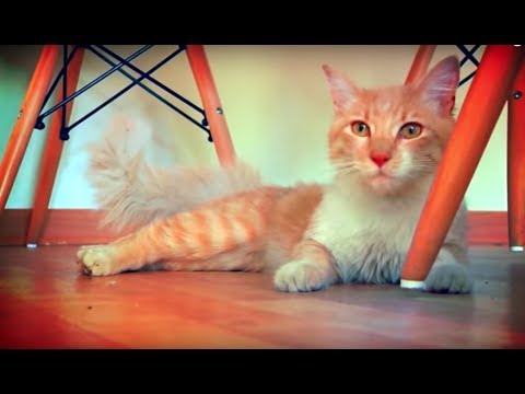 La Gata Carlota - Cantando Aprendo a Hablar