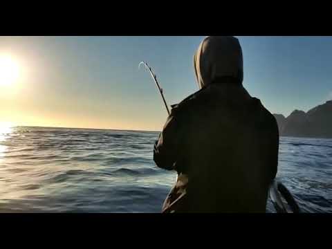 Schleppen auf Köhler Lofoten Norwegen/ trolling sej/ coalfish trolling …. DER ULTIMATIVE EINSCHLAG