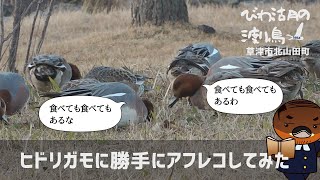 ヒドリガモに勝手にアフレコしてみた【びわ湖の渡り鳥2022】