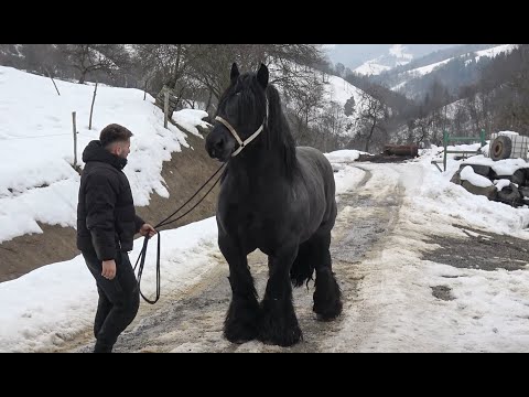 Caii lui Bexa Daniel de la Ciuruleasa, Alba - 2026 Nou!!!
