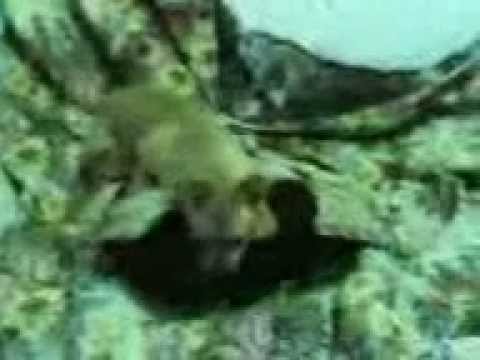 freddy lo stallone italiano