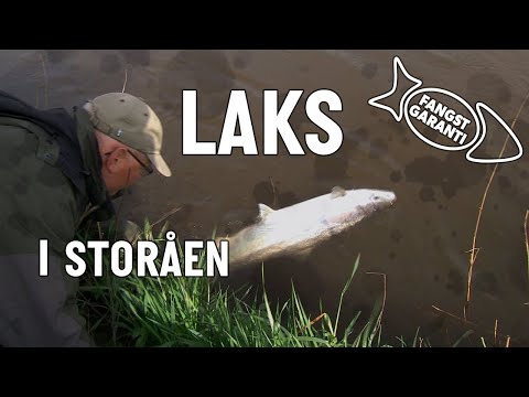 Laksefiskeri i Storåen