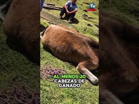 🚨CRISIS EN DOS DE MAYO: Sequía mata al menos 20 cabezas de ganado en Huánuco Pampa