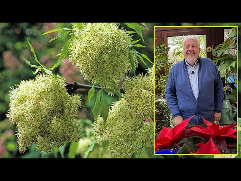 Flowering Ash: A Small, Decorative and Easy-to-Grow Tree. Le Quotidien du Jardin No. 311
