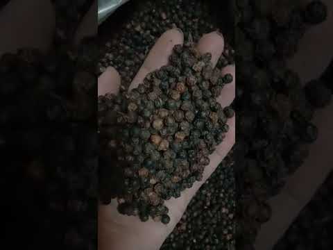 Variety: tellicherry india black pepper seeds, bold quality ...