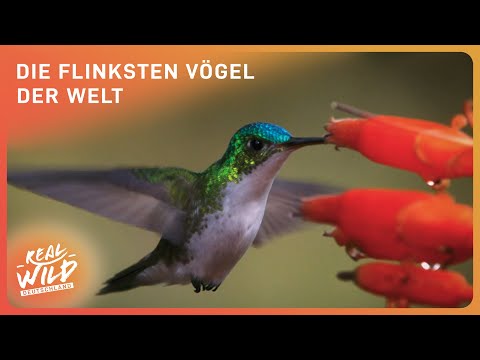 Kolibris: Die größten Flugkünstler | Doku