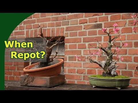 When to repot bonsai in spring?