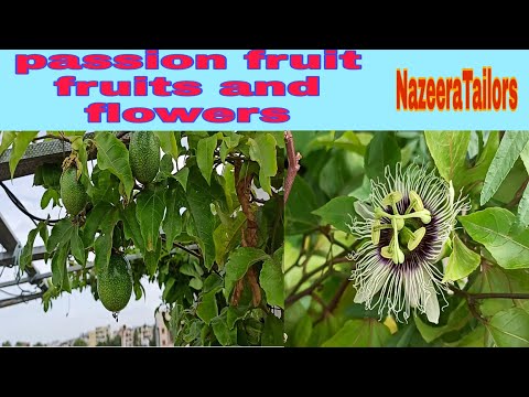 passion fruit plant //fruits 🌱🌺🌱 flowers//