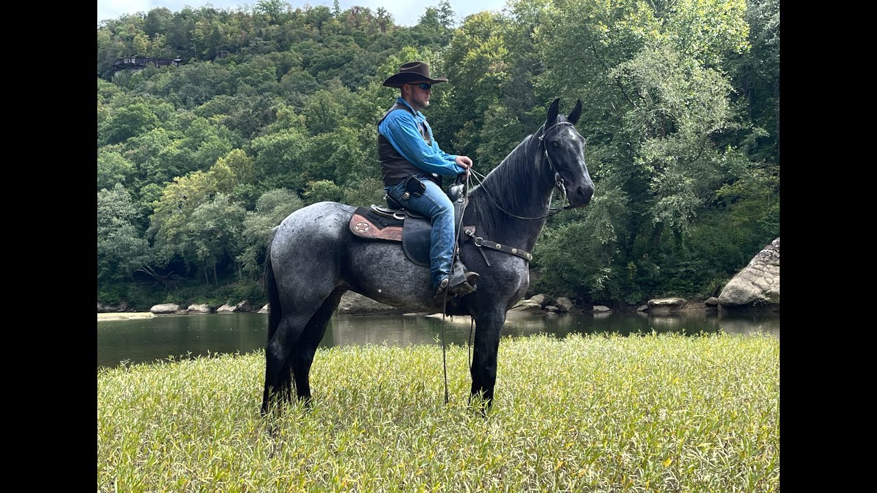 Blue Roan Tennessee Walking Horse For Sale