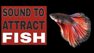 Sound To Attract Fish (GUARANTEED)