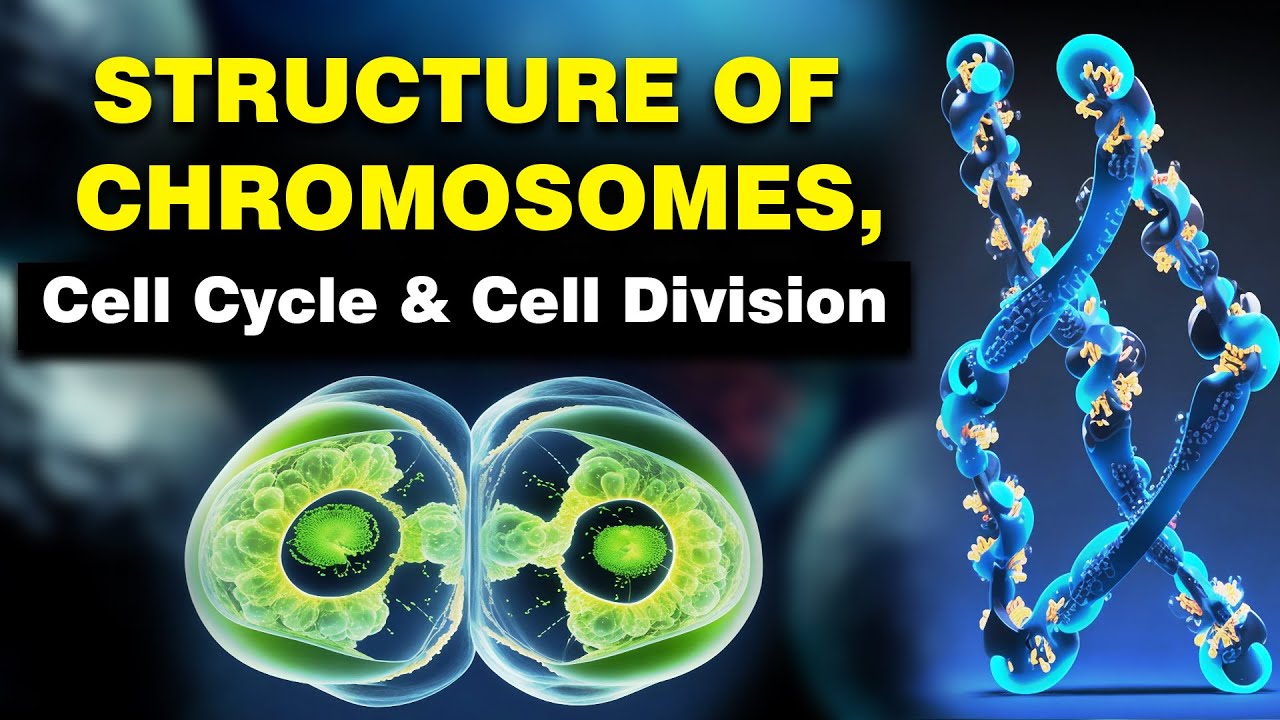 Class 10 | Structure of Chromosomes | Cell Cycle, Cell Division | Biology | ICSE Board | Home Revise