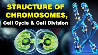 Class 10 | Structure of Chromosomes | Cell Cycle, Cell Division | Biology | ICSE Board | Home Revise