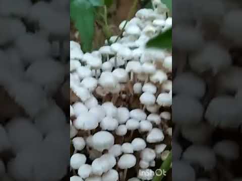 #short  video#chumki