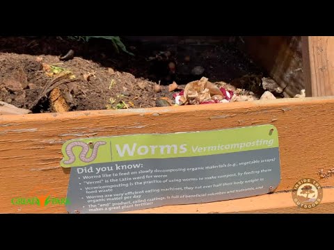 How Do Worm Bins Work? (Vermicomposting)
