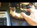 Ozzy the Weasel in: No Gaming For You - YouTube