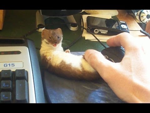 Ozzy the adorable desk weasel. Video