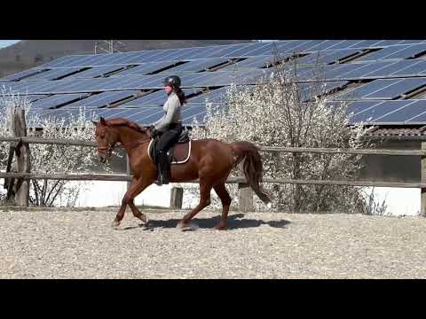 Kwpn Verkaufspony Ellis