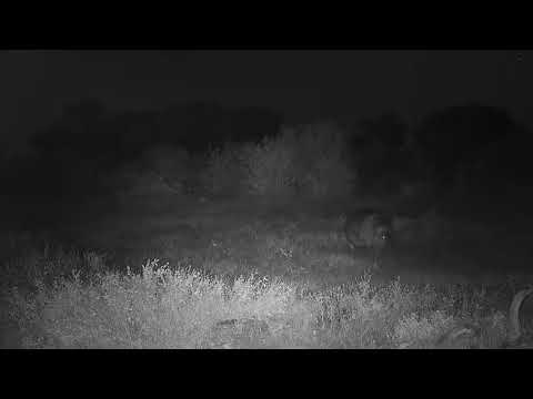 Djuma: Hippo out feeding-then back into the dam - 05:33 - 05/04/21