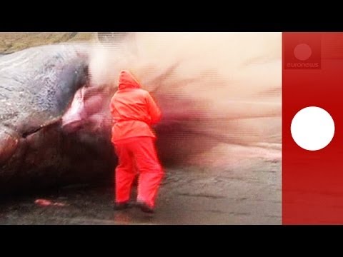 Graphic video: Dead sperm whale explodes as biologist cuts open carcass