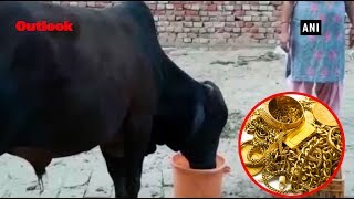 Haryana Bull Consumes Gold Jewellery, Family Waits For It To Take Dump
