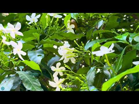 What to do with Shiuli flower cultivation, health benefits and demand in Europe and America