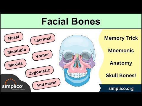 Facial Bones of the Skull Mnemonic [Anatomy Animation]