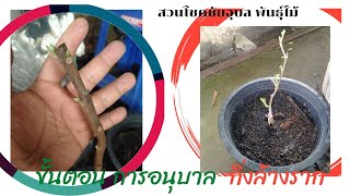 การอนุบาลกิ่งล้างราก  สวนโชคชัยอุบล พันธุ์ไม้