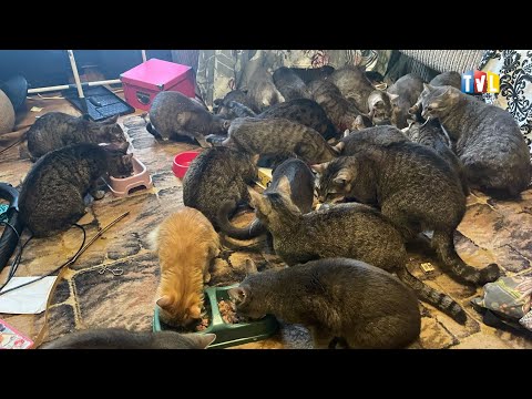 2025.01.16 - SZOKUJĄCE KOCIE ODKRYCIE