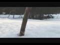 Darling, The Wolves by The Parkas