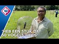 Surinaamse zangvogelwedstrijd in Den Haag: welke vogel fluit het meest? - OMROEP WEST